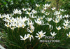 White Fairy Lily  'Zephyr Lilies' or 'Rain Lilies'