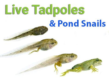 Live Tadpoles & Pond Snails