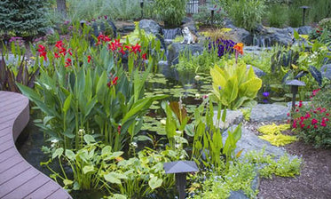 How to Plant 'Pond Plants'