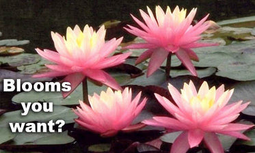 How to get Explosive Waterlily Blooms