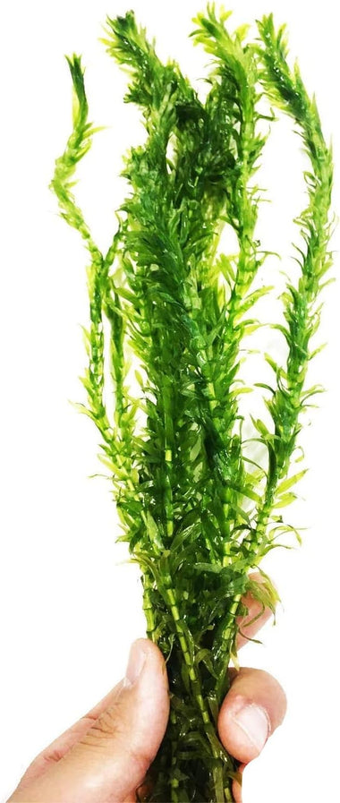 Oxygenating Submerged Pond Plants