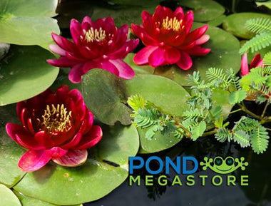 Hardy Water Lilies; Classic charm!