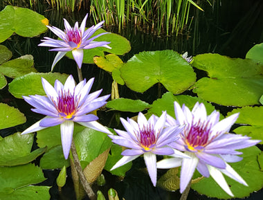 Annual Water Lilies; Fragrant Heavy Bloomers