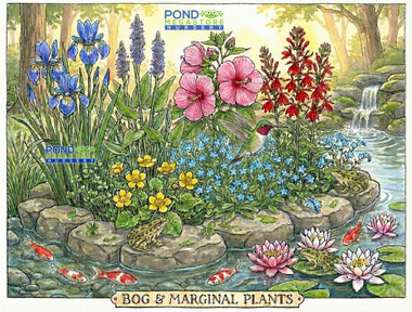 Bog Filter Pond Plants/ Pond Plants for Shelves