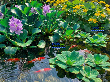 Floating Pond Plants; fast growing & on Sale!