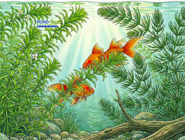 Oxygenating Pond Plants, keeps pond clean
