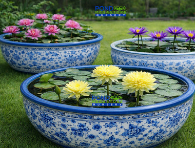 Water Lilies For Tubs & Containers