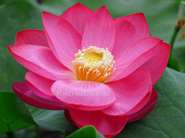 Grow Sacred LOTUS; Ships in (Spring Only!)