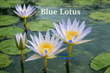 Blue Lotus of the Nile / Blue Lotus Flowers