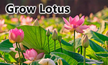 Growing Lotus in / out of the Pond