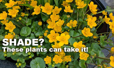 What are some Shade loving Pond Plants